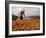 Cai Rang Floating Market on the Mekong Delta, Can Tho, Vietnam, Indochina, Southeast Asia-Andrew Mcconnell-Framed Photographic Print