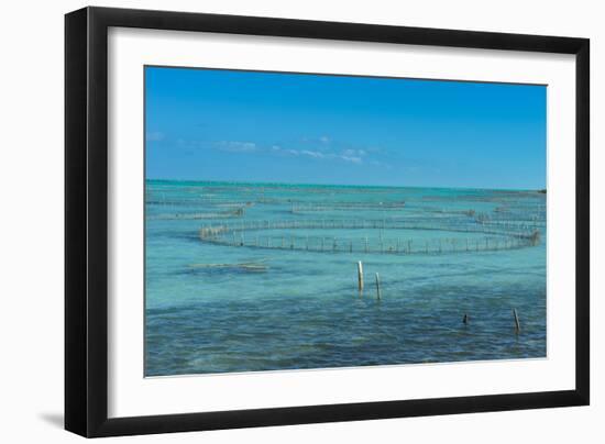 Caicos conch farm, Providenciales, Turks and Caicos, Caribbean, Central America-Michael Runkel-Framed Photographic Print