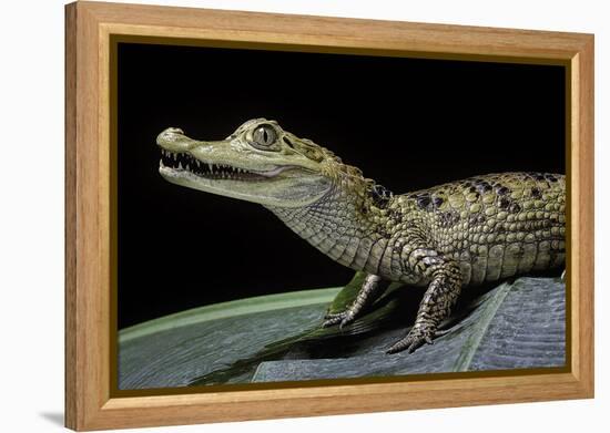 Caiman Crocodilus) (Spectacled Caiman)-Paul Starosta-Framed Premier Image Canvas