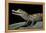 Caiman Crocodilus) (Spectacled Caiman)-Paul Starosta-Framed Premier Image Canvas