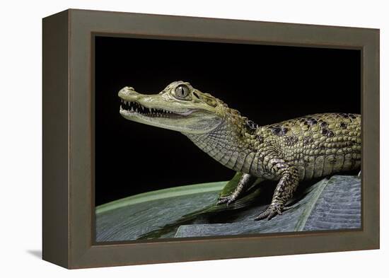 Caiman Crocodilus) (Spectacled Caiman)-Paul Starosta-Framed Premier Image Canvas