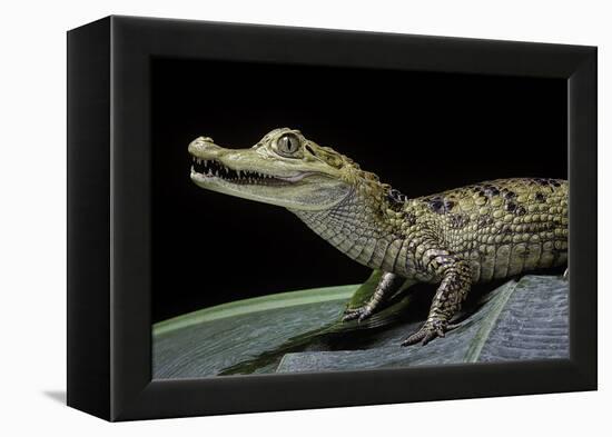 Caiman Crocodilus) (Spectacled Caiman)-Paul Starosta-Framed Premier Image Canvas