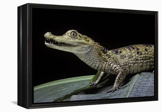 Caiman Crocodilus) (Spectacled Caiman)-Paul Starosta-Framed Premier Image Canvas