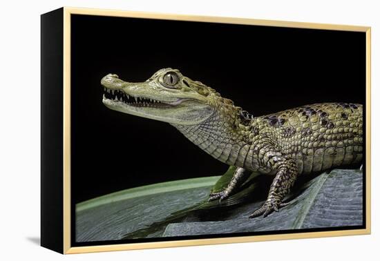 Caiman Crocodilus) (Spectacled Caiman)-Paul Starosta-Framed Premier Image Canvas