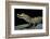 Caiman Crocodilus) (Spectacled Caiman)-Paul Starosta-Framed Photographic Print