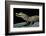 Caiman Crocodilus) (Spectacled Caiman)-Paul Starosta-Framed Photographic Print