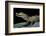 Caiman Crocodilus) (Spectacled Caiman)-Paul Starosta-Framed Photographic Print