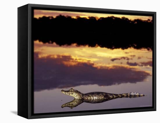 Caiman in Lagoon at Sunset, Pantanal, Brazil-Theo Allofs-Framed Premier Image Canvas