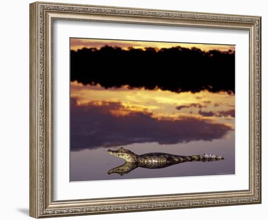 Caiman in Lagoon at Sunset, Pantanal, Brazil-Theo Allofs-Framed Photographic Print