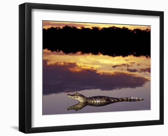 Caiman in Lagoon at Sunset, Pantanal, Brazil-Theo Allofs-Framed Photographic Print