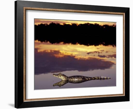 Caiman in Lagoon at Sunset, Pantanal, Brazil-Theo Allofs-Framed Photographic Print