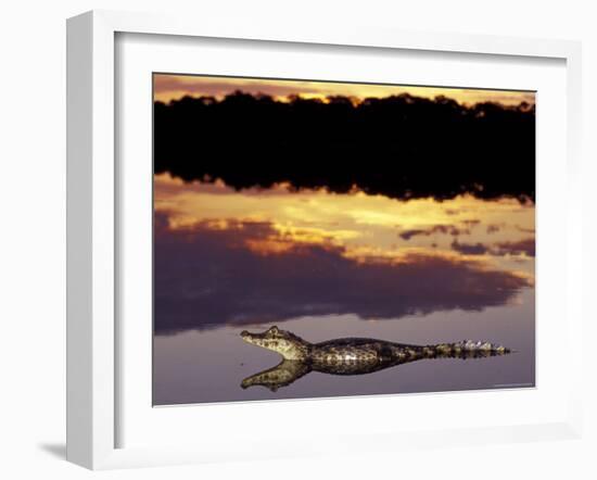 Caiman in Lagoon at Sunset, Pantanal, Brazil-Theo Allofs-Framed Photographic Print