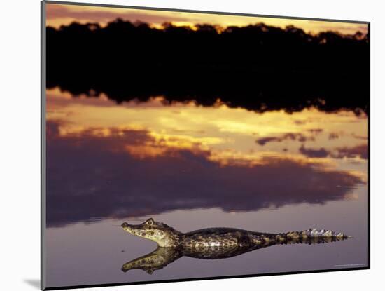 Caiman in Lagoon at Sunset, Pantanal, Brazil-Theo Allofs-Mounted Photographic Print