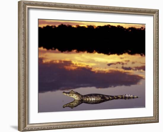 Caiman in Lagoon at Sunset, Pantanal, Brazil-Theo Allofs-Framed Photographic Print