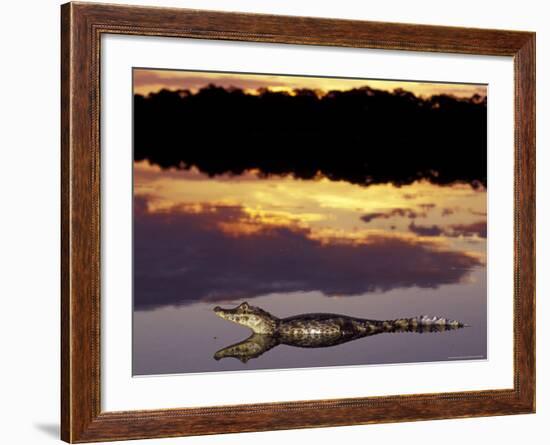 Caiman in Lagoon at Sunset, Pantanal, Brazil-Theo Allofs-Framed Photographic Print