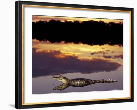 Caiman in Lagoon at Sunset, Pantanal, Brazil-Theo Allofs-Framed Photographic Print