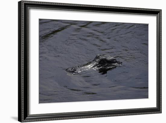 Caiman-null-Framed Giclee Print