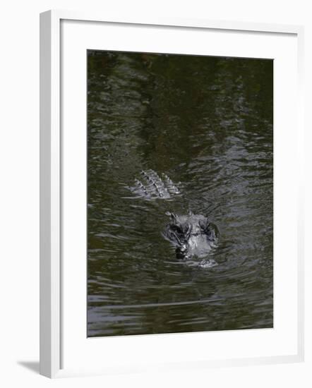 Caiman-null-Framed Giclee Print