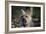 Cairn Terrier 17-Bob Langrish-Framed Photographic Print