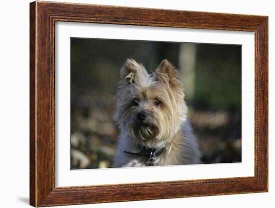 Cairn Terrier 17-Bob Langrish-Framed Photographic Print