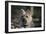 Cairn Terrier 17-Bob Langrish-Framed Photographic Print