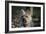 Cairn Terrier 17-Bob Langrish-Framed Photographic Print