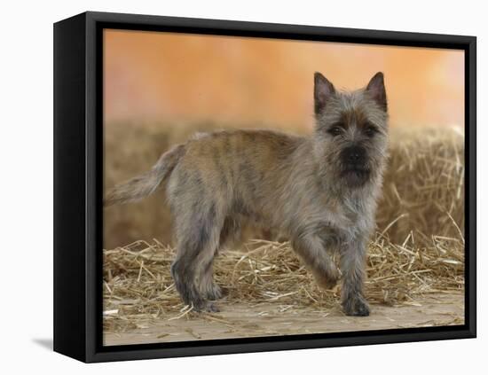 Cairn Terrier Standing with One Paw Raised-Petra Wegner-Framed Premier Image Canvas