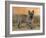 Cairn Terrier Standing with One Paw Raised-Petra Wegner-Framed Photographic Print