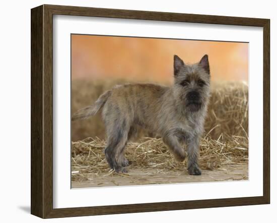 Cairn Terrier Standing with One Paw Raised-Petra Wegner-Framed Photographic Print