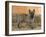 Cairn Terrier Standing with One Paw Raised-Petra Wegner-Framed Photographic Print