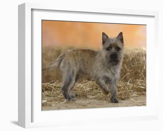 Cairn Terrier Standing with One Paw Raised-Petra Wegner-Framed Photographic Print