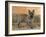 Cairn Terrier Standing with One Paw Raised-Petra Wegner-Framed Photographic Print