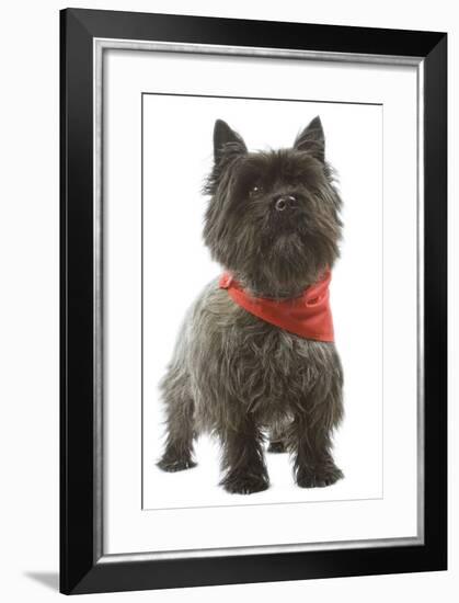 Cairn Terrier Wearing Handkerchief-null-Framed Photographic Print