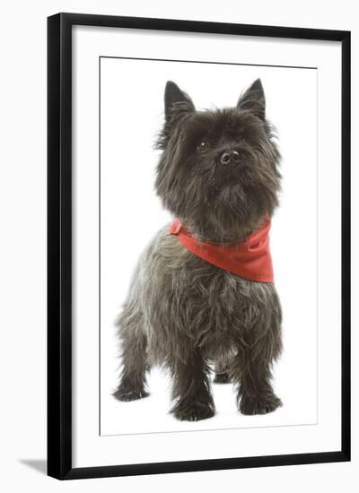 Cairn Terrier Wearing Handkerchief-null-Framed Photographic Print