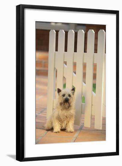 Cairn Terrier-DLILLC-Framed Photographic Print