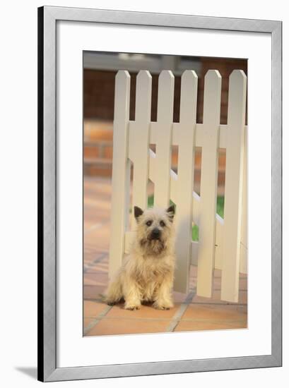 Cairn Terrier-DLILLC-Framed Photographic Print