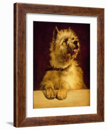 Cairn Terrier-George Earl-Framed Giclee Print