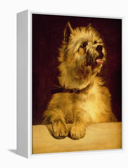 Cairn Terrier-George Earl-Framed Premier Image Canvas