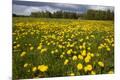 Premium Photographic Print