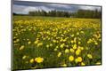 Premium Photographic Print