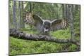 Photographic Print