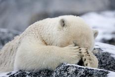 Polar Bear (Ursus Maritimus) with Paws Covering Eyes, Svalbard, Norway, September 2009-Cairns-Photographic Print