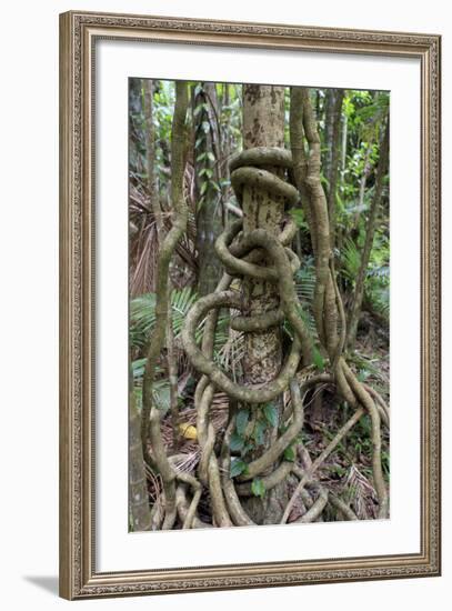 Cairns, Queensland, Australia-Paul Dymond-Framed Photographic Print