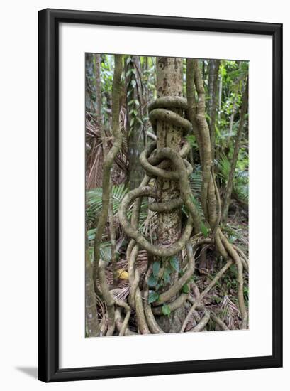 Cairns, Queensland, Australia-Paul Dymond-Framed Photographic Print