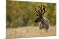 Premium Photographic Print