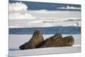 Premium Photographic Print