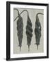 Cajophora lateritia-Karl Blossfeldt-Framed Giclee Print
