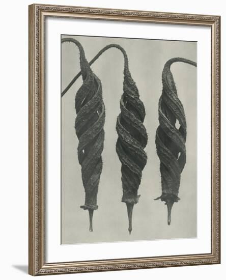 Cajophora lateritia-Karl Blossfeldt-Framed Giclee Print