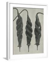 Cajophora lateritia-Karl Blossfeldt-Framed Giclee Print