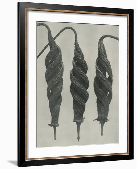 Cajophora lateritia-Karl Blossfeldt-Framed Giclee Print